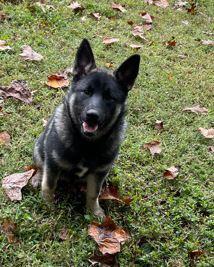 Lyle, a Adoptable Norwegian Elkhound in Mocksville, NC image 2/2