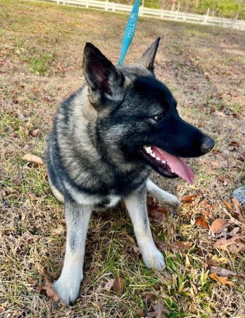 Lyle, a Adoptable Norwegian Elkhound in Mocksville, NC image 2/4