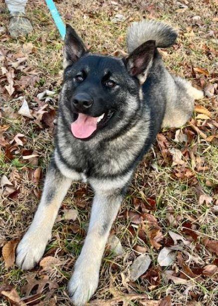 Lyle, a Adoptable Norwegian Elkhound in Mocksville, NC image 3/4