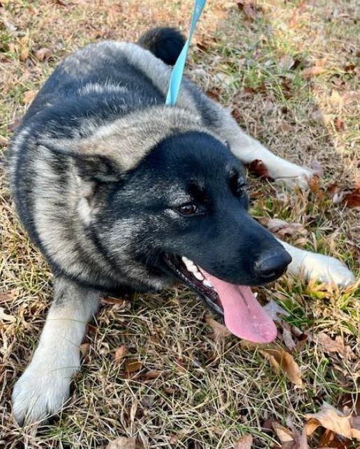 Lyle, a Adoptable Norwegian Elkhound in Mocksville, NC image 4/4