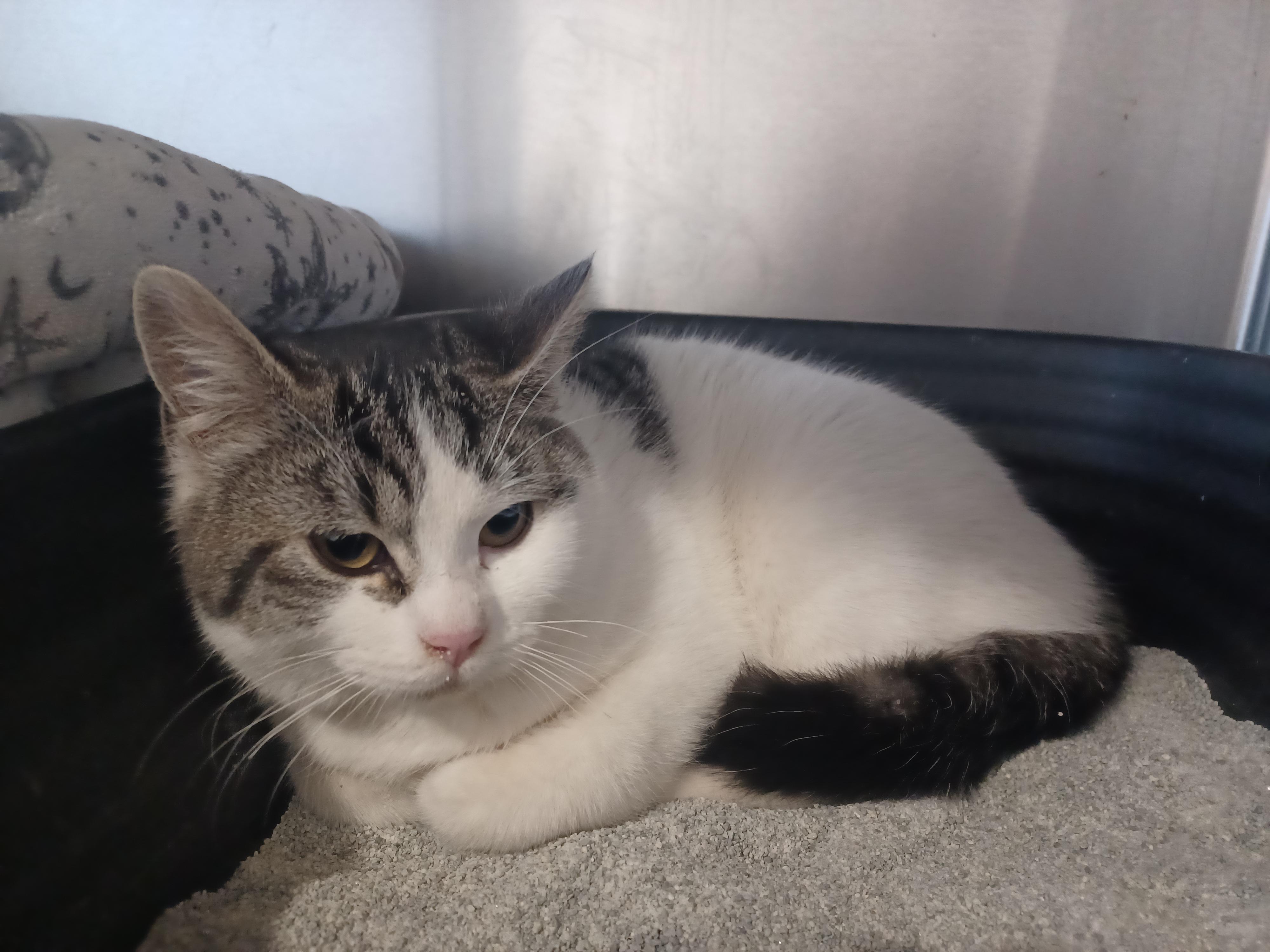 Charlie, ADOPTABLE, Kitten Female Domestic Short Hair.