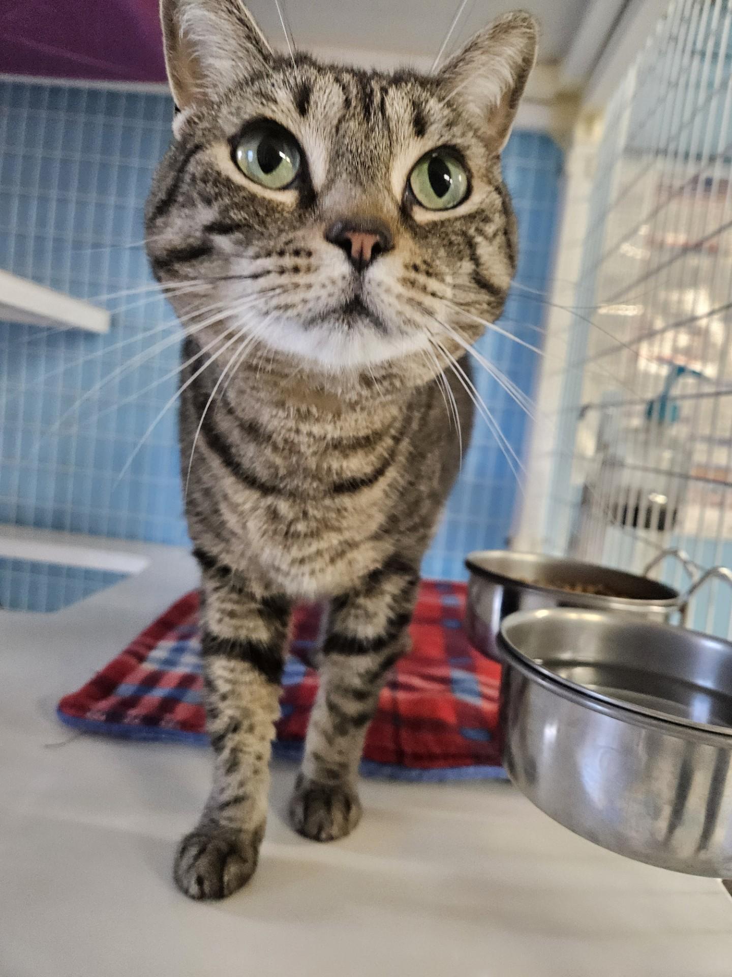 Lily Pad, ADOPTABLE, Adult Female Domestic Short Hair.
