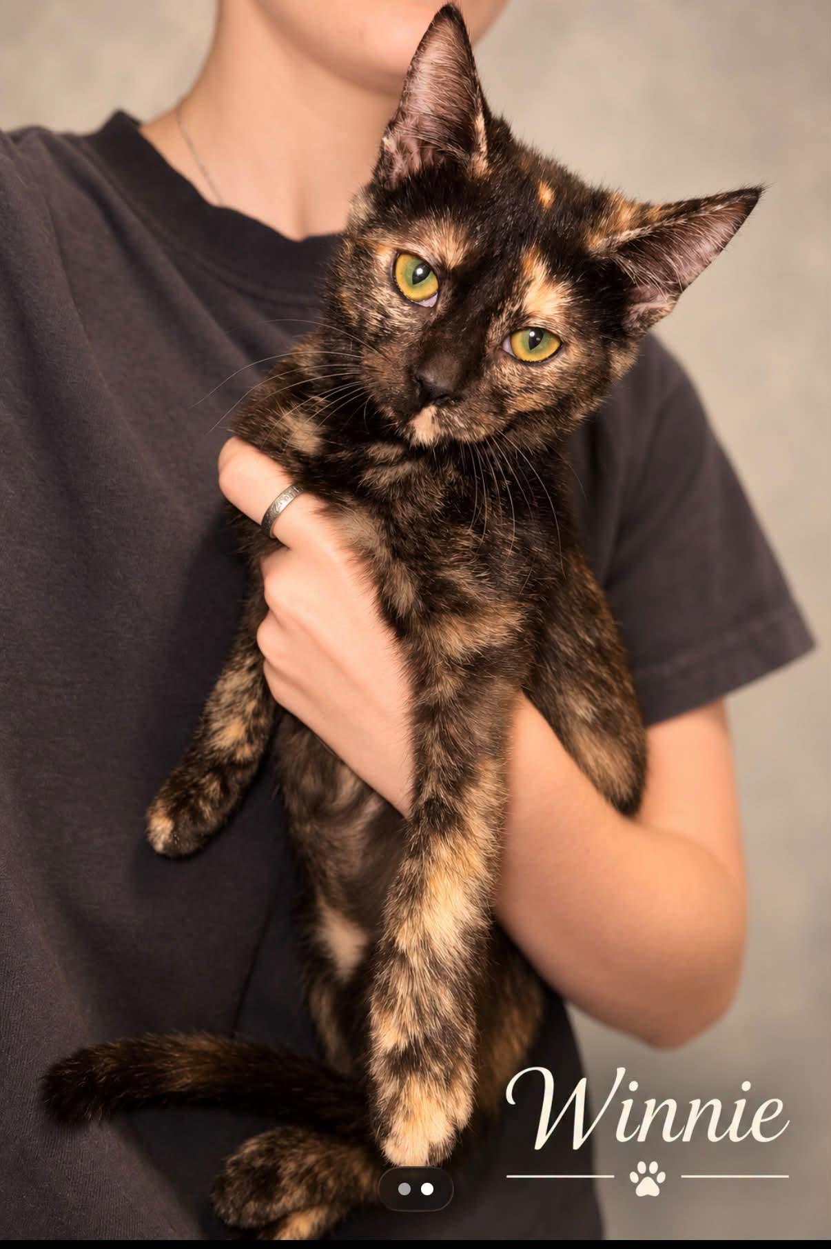 Winnie, Adoptable, Young Female Tortoiseshell.