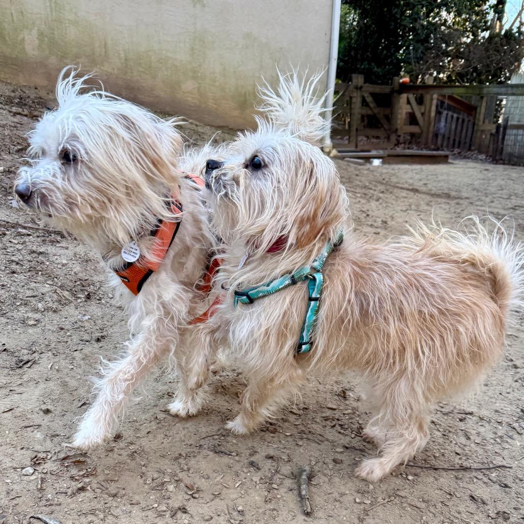 Snow, Adoptable, Adult Male Schnauzer & Poodle.