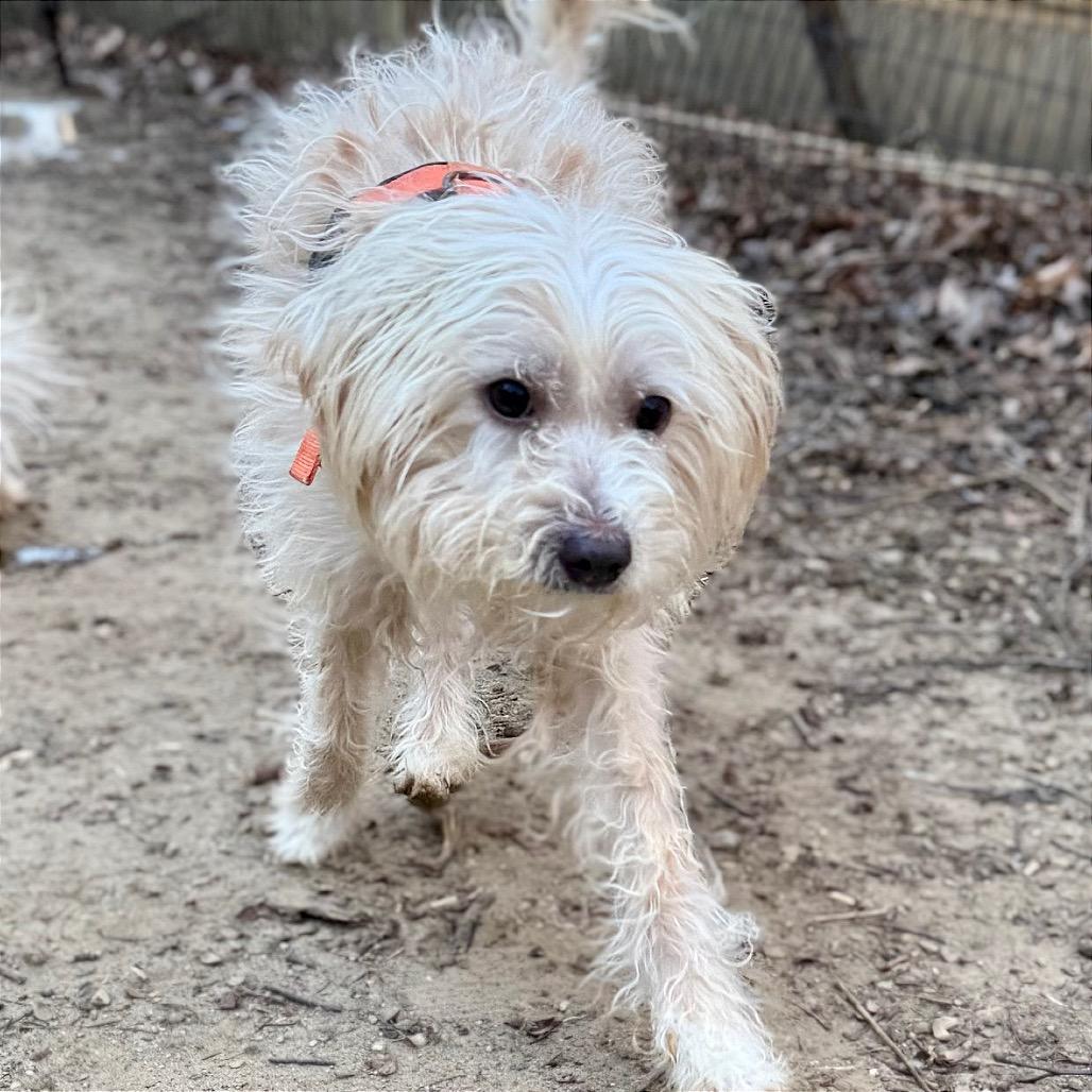 Snow, Adoptable, Adult Male Schnauzer & Poodle.