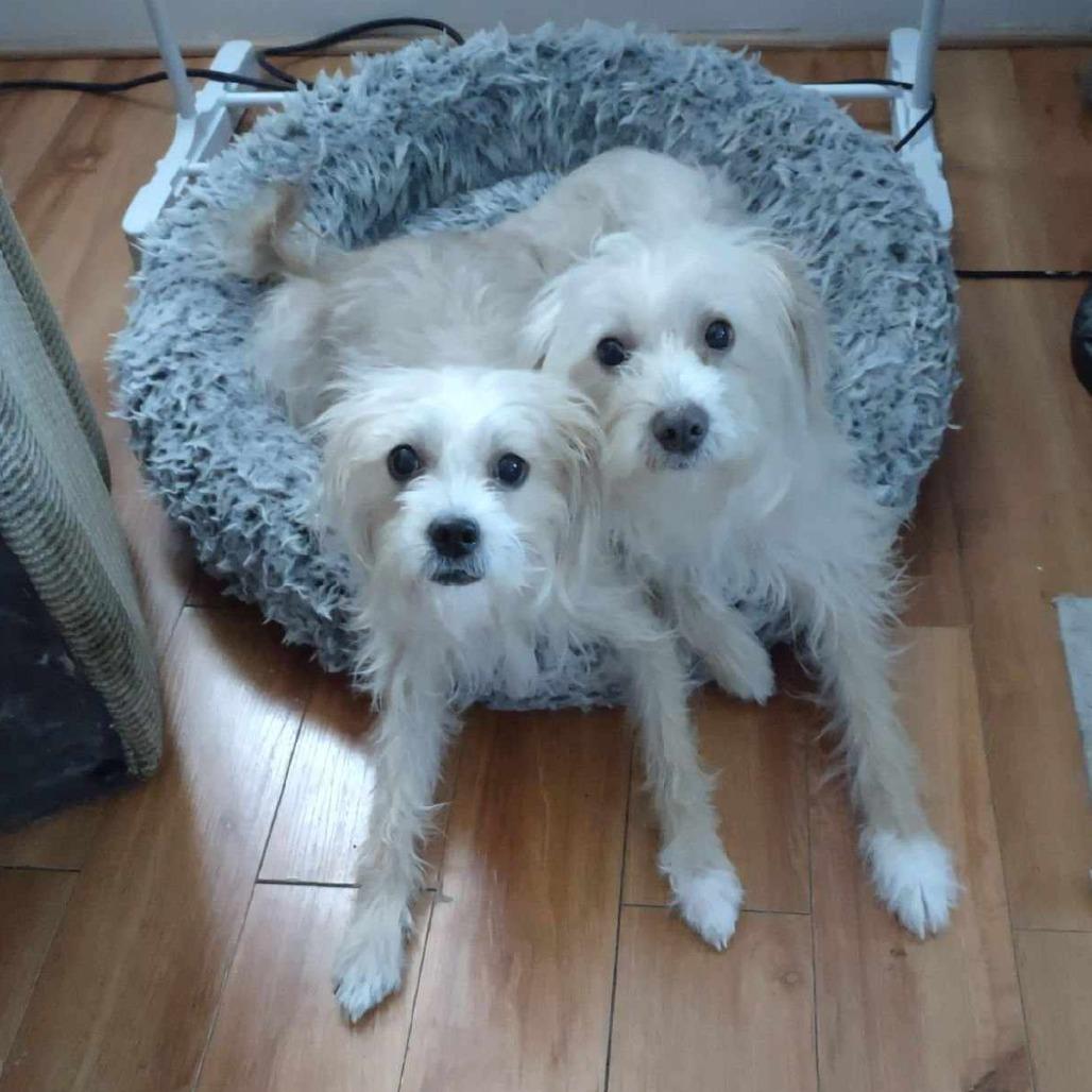 Snow, Adoptable, Adult Male Schnauzer.