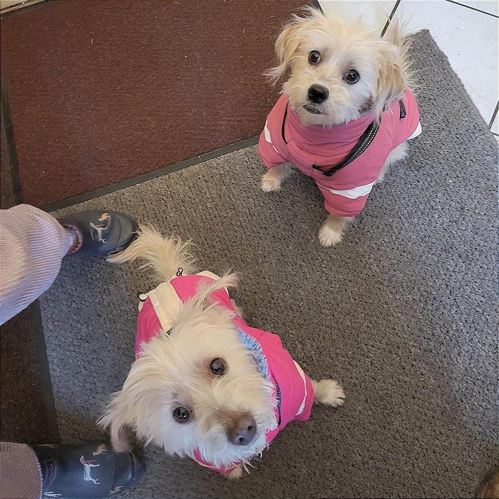 Enlarge Snow, a Adoptable mixed breed in West Chester, PA image 3/6