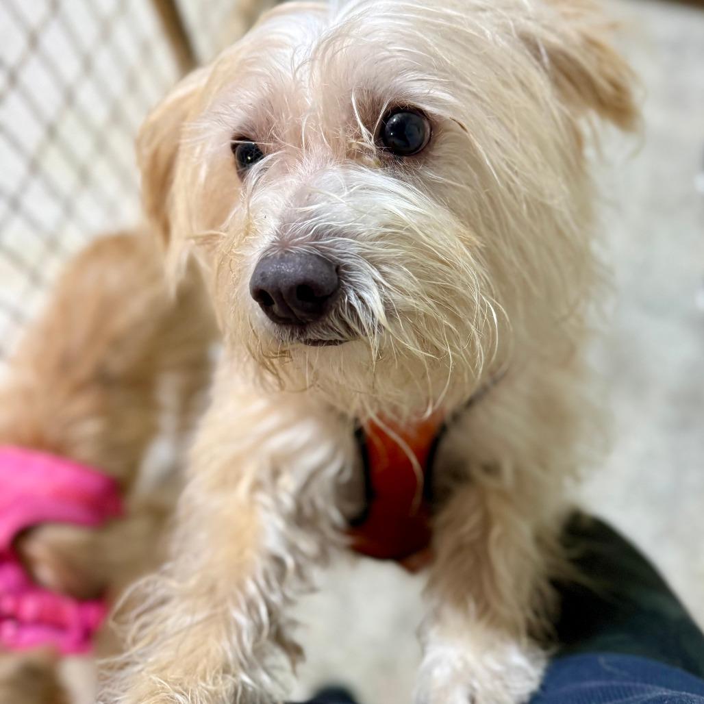 Snow, a Adoptable Schnauzer in West Chester, PA image 2/3