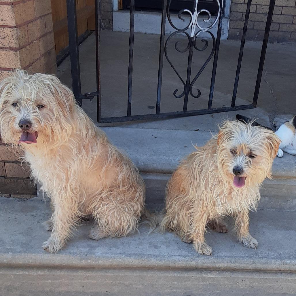 Snow, a Adoptable Schnauzer in West Chester, PA image 3/3