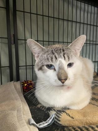 Enlarge Maxwell, a Adoptable mixed breed in Lowell, MA image 1/3