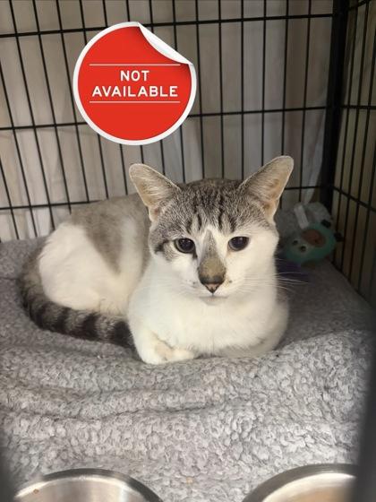 Enlarge Maxwell, a Adoptable mixed breed in Lowell, MA image 2/3