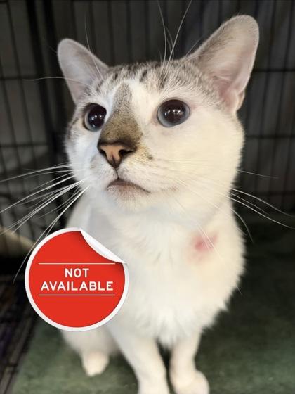 Enlarge Maxwell, a Adoptable mixed breed in Lowell, MA image 3/3