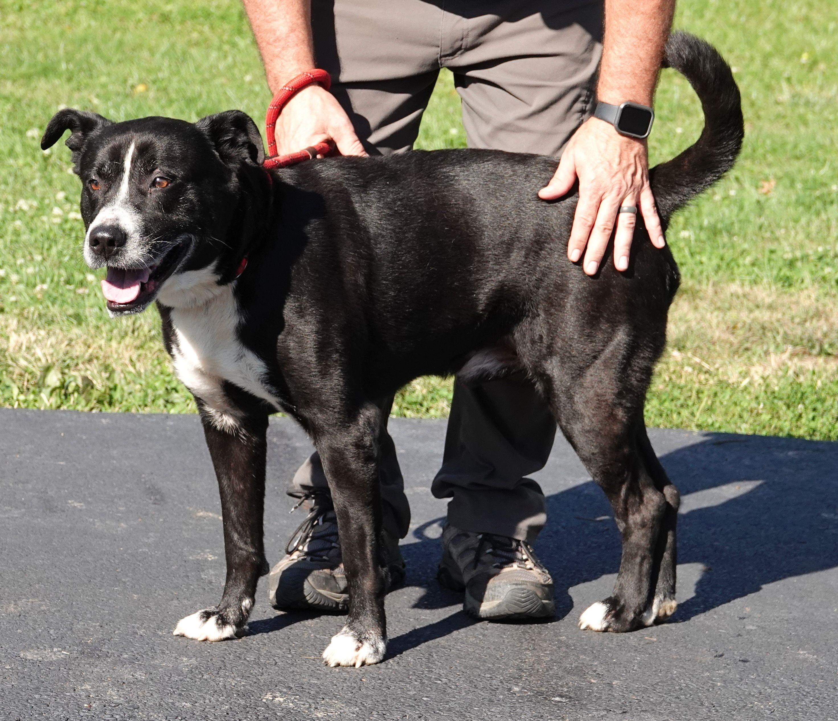 Enlarge Kettle, a Adoptable mixed breed in Millfield, OH image 3/3
