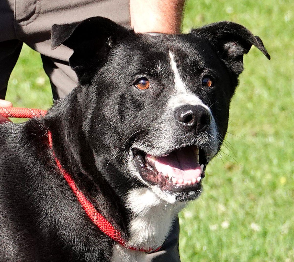 Kettle, Adoptable, Adult Male Labrador Retriever.