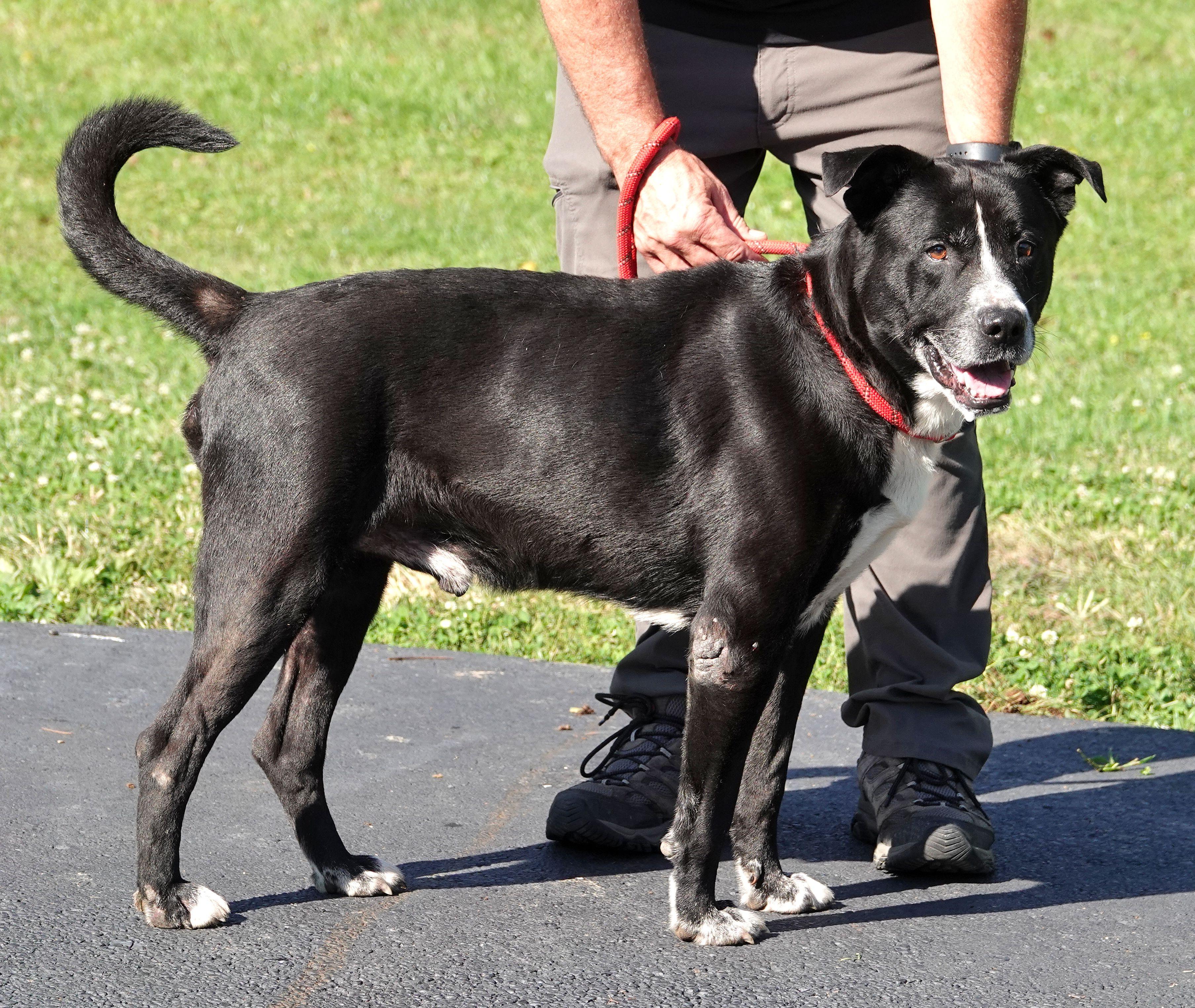 Enlarge Kettle, a Adoptable mixed breed in Millfield, OH image 2/3