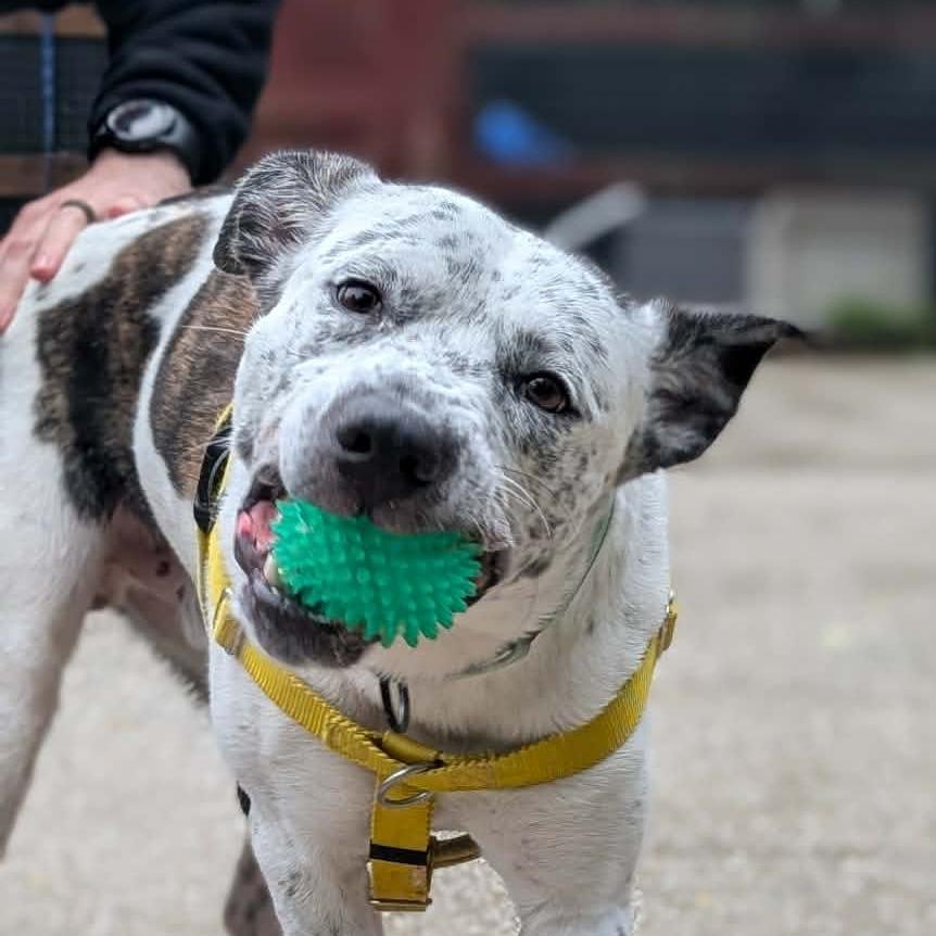 Thorne, Adoptable, Adult Male Pit Bull Terrier & English Shepherd.