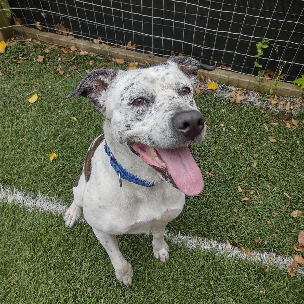 Thorne, Adoptable, Adult Male Pit Bull Terrier & English Shepherd.