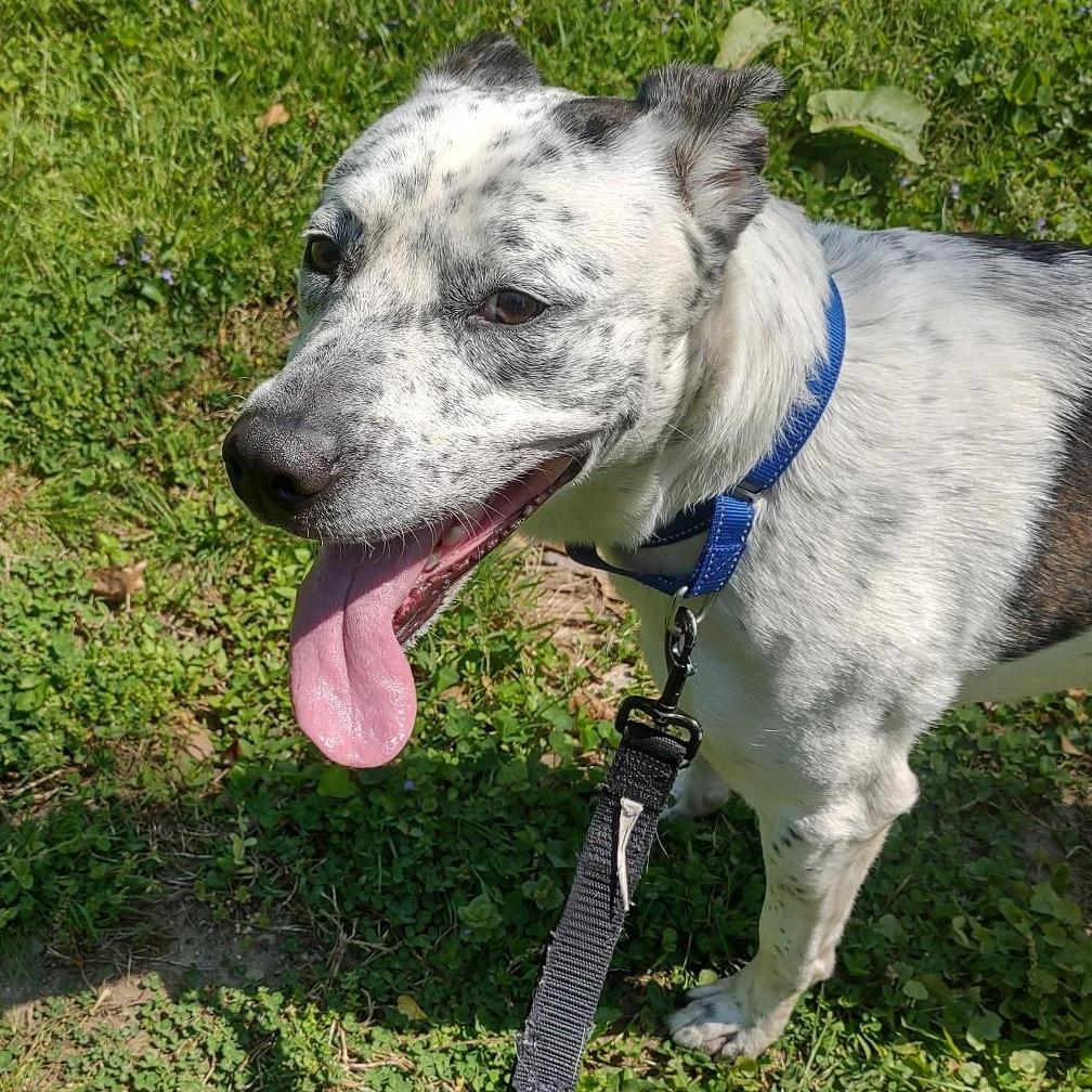 Enlarge Thorne, a Adoptable mixed breed in Baltimore, MD image 2/4