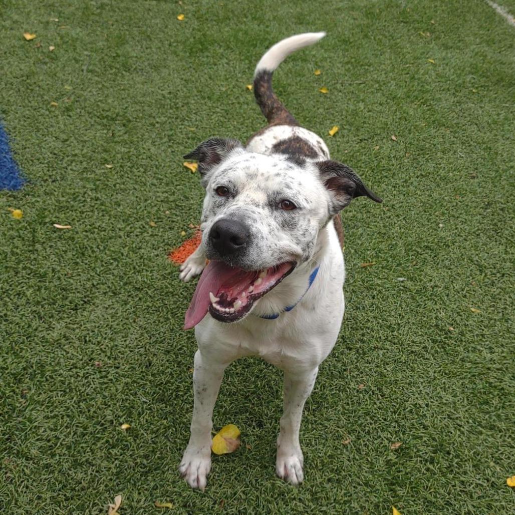 Enlarge Thorne, a Adoptable mixed breed in Baltimore, MD image 3/4