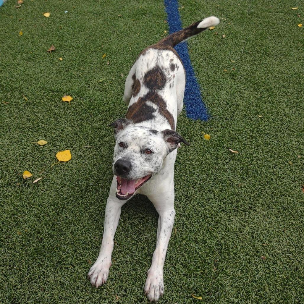 Enlarge Thorne, a Adoptable mixed breed in Baltimore, MD image 4/4