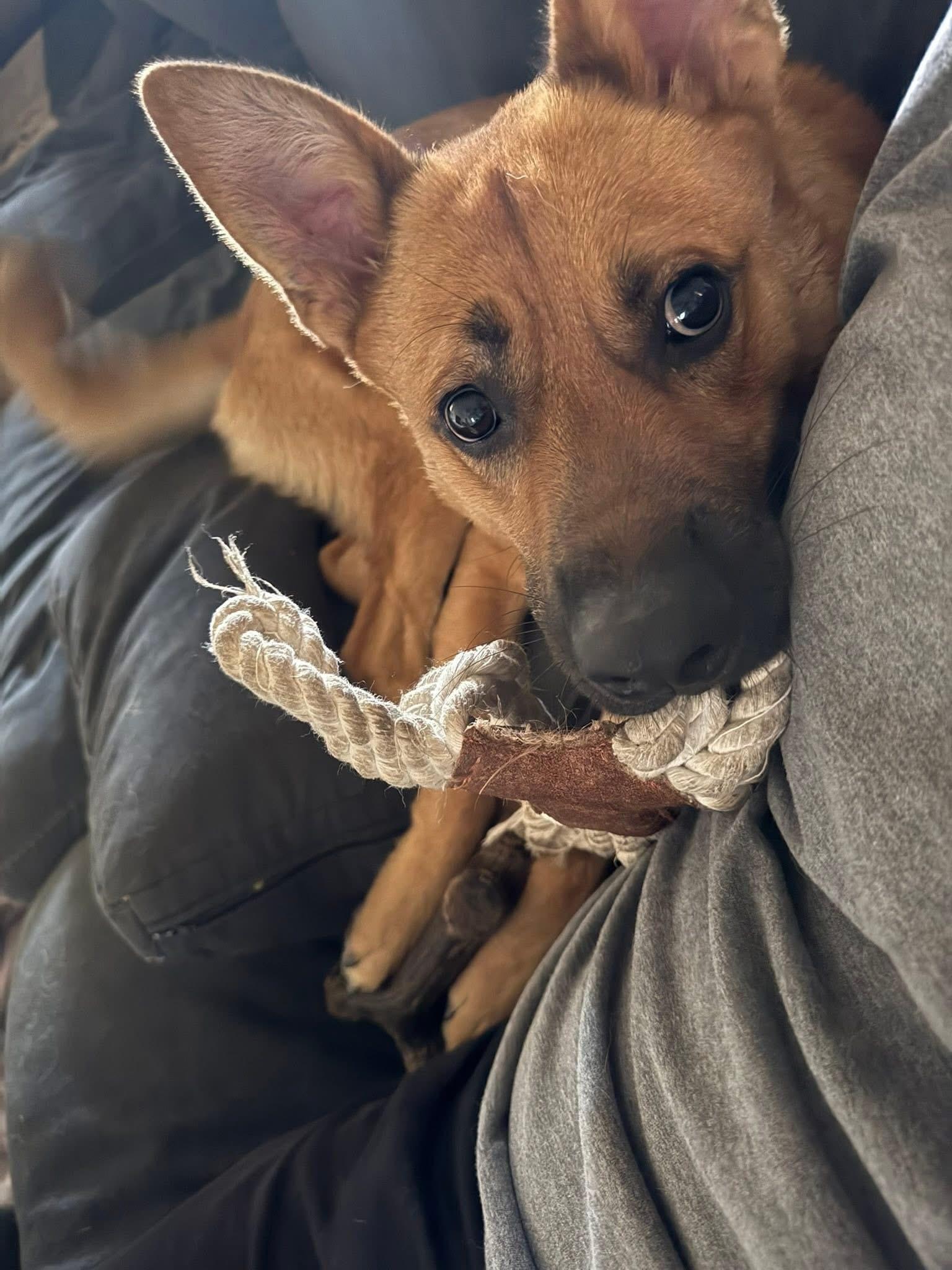 Enlarge Ozzy, a ADOPTABLE mixed breed in Metairie, LA image 3/4