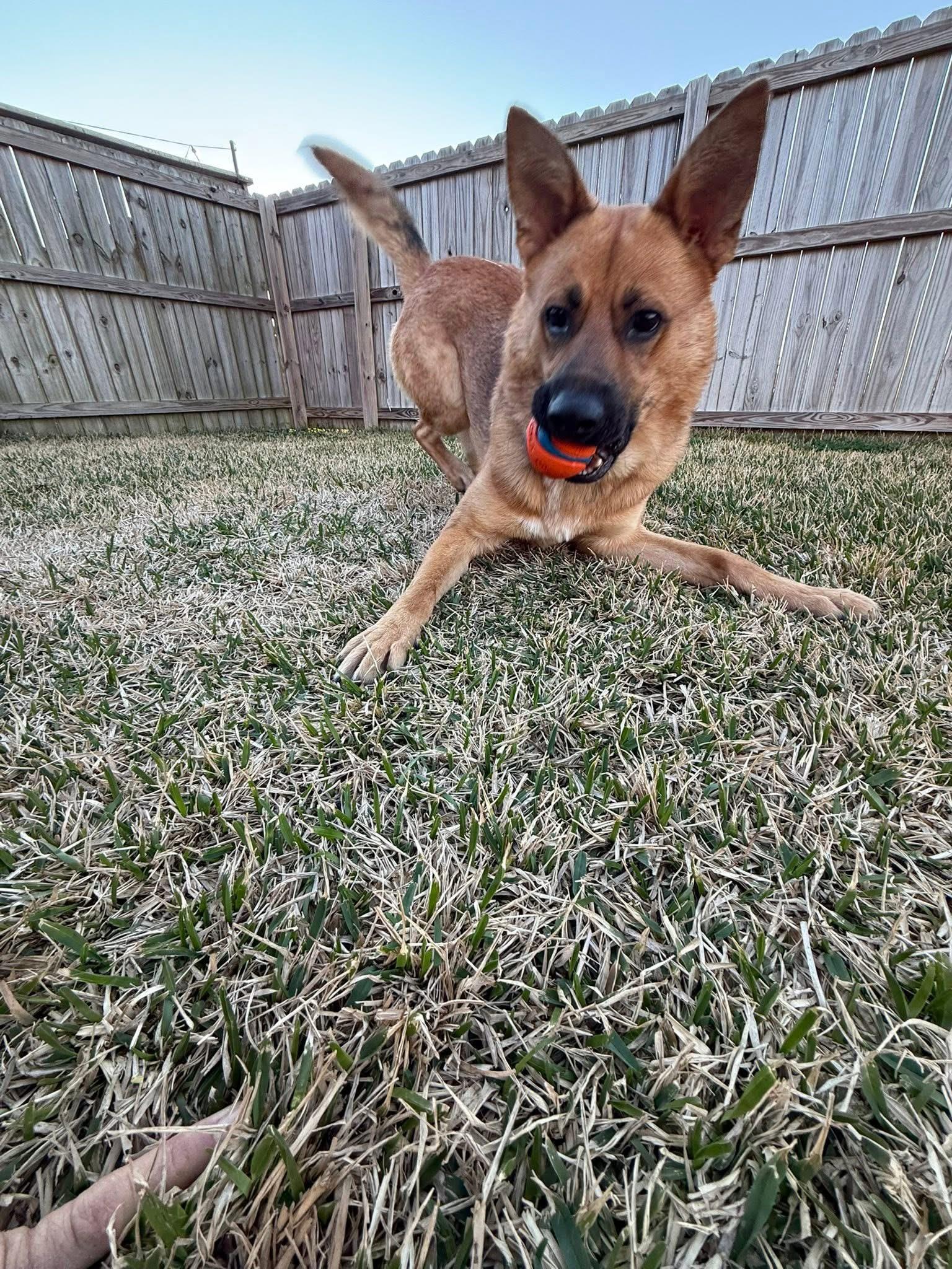 Enlarge Ozzy, a ADOPTABLE mixed breed in Metairie, LA image 4/4