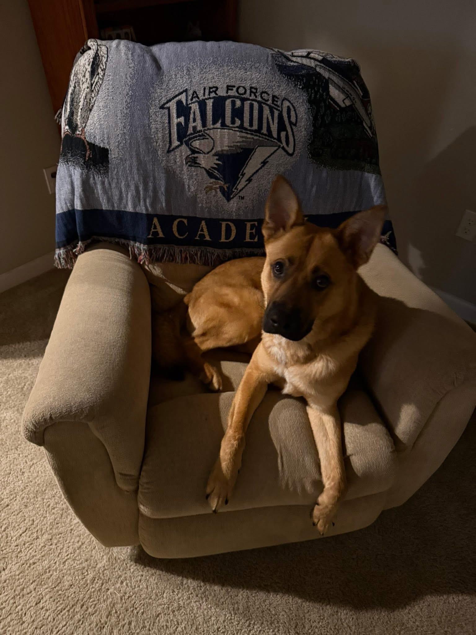 Enlarge Ozzy, a ADOPTABLE mixed breed in Metairie, LA image 2/4