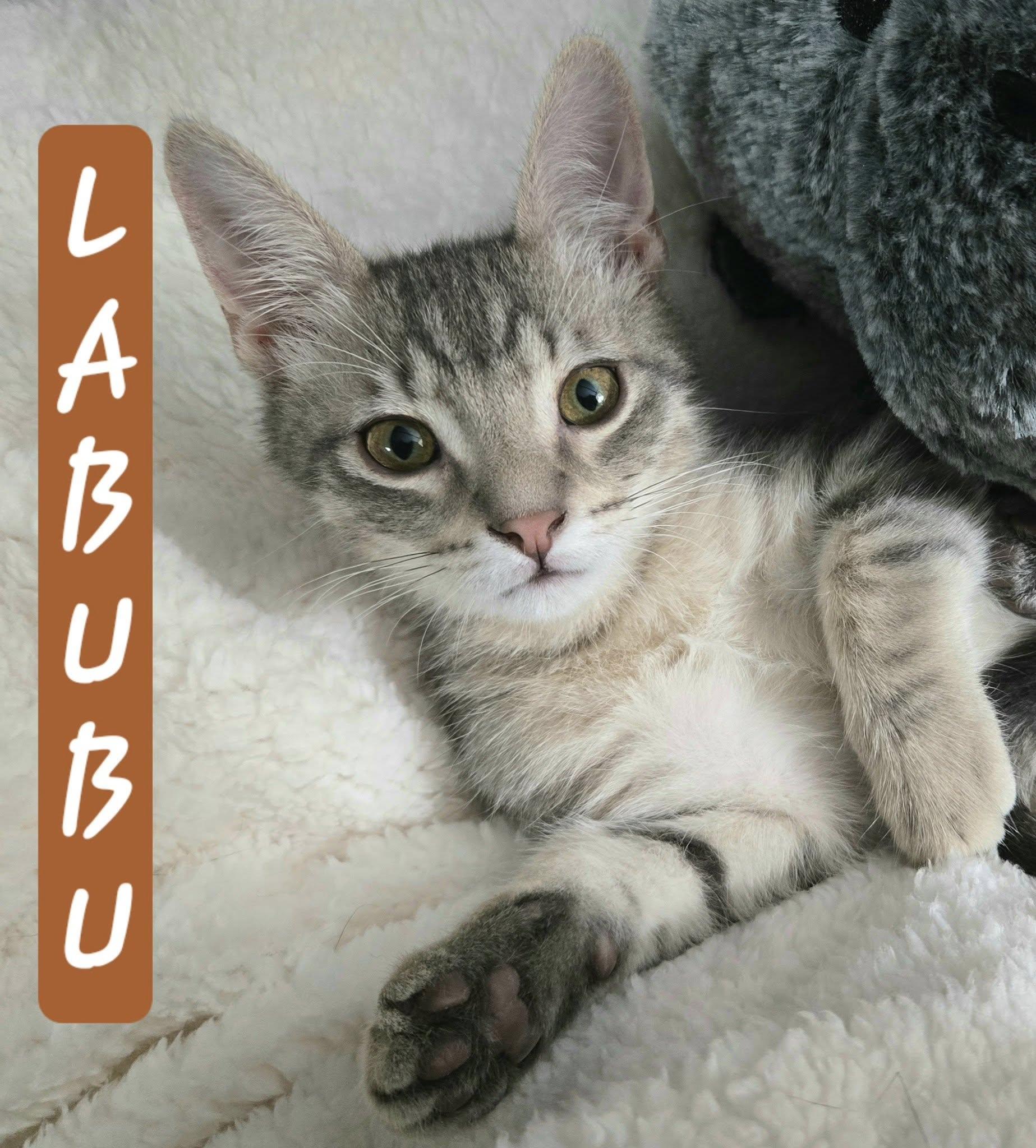 LaBuBu