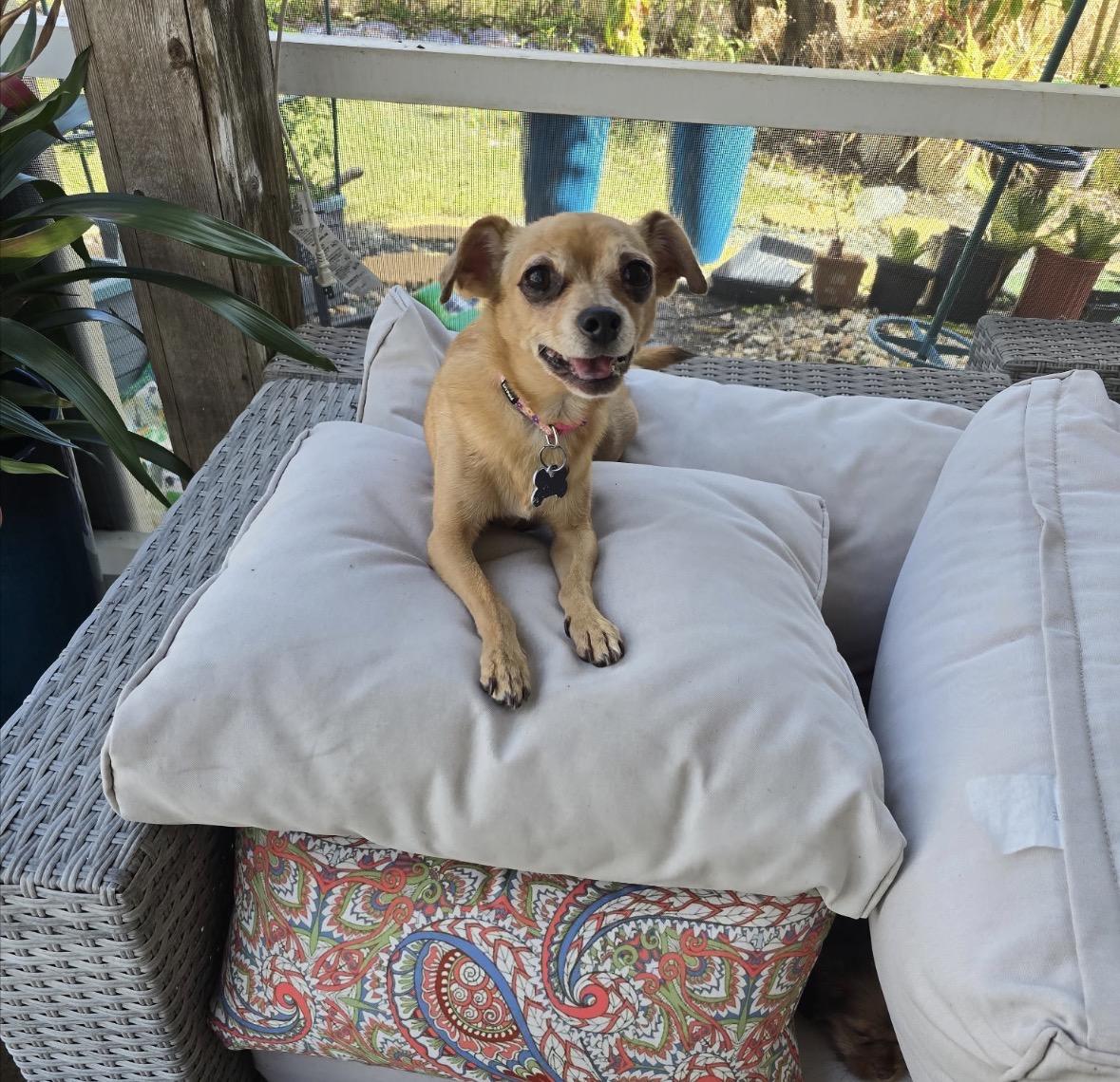 Sadie , ADOPTABLE, Young Female Chihuahua.