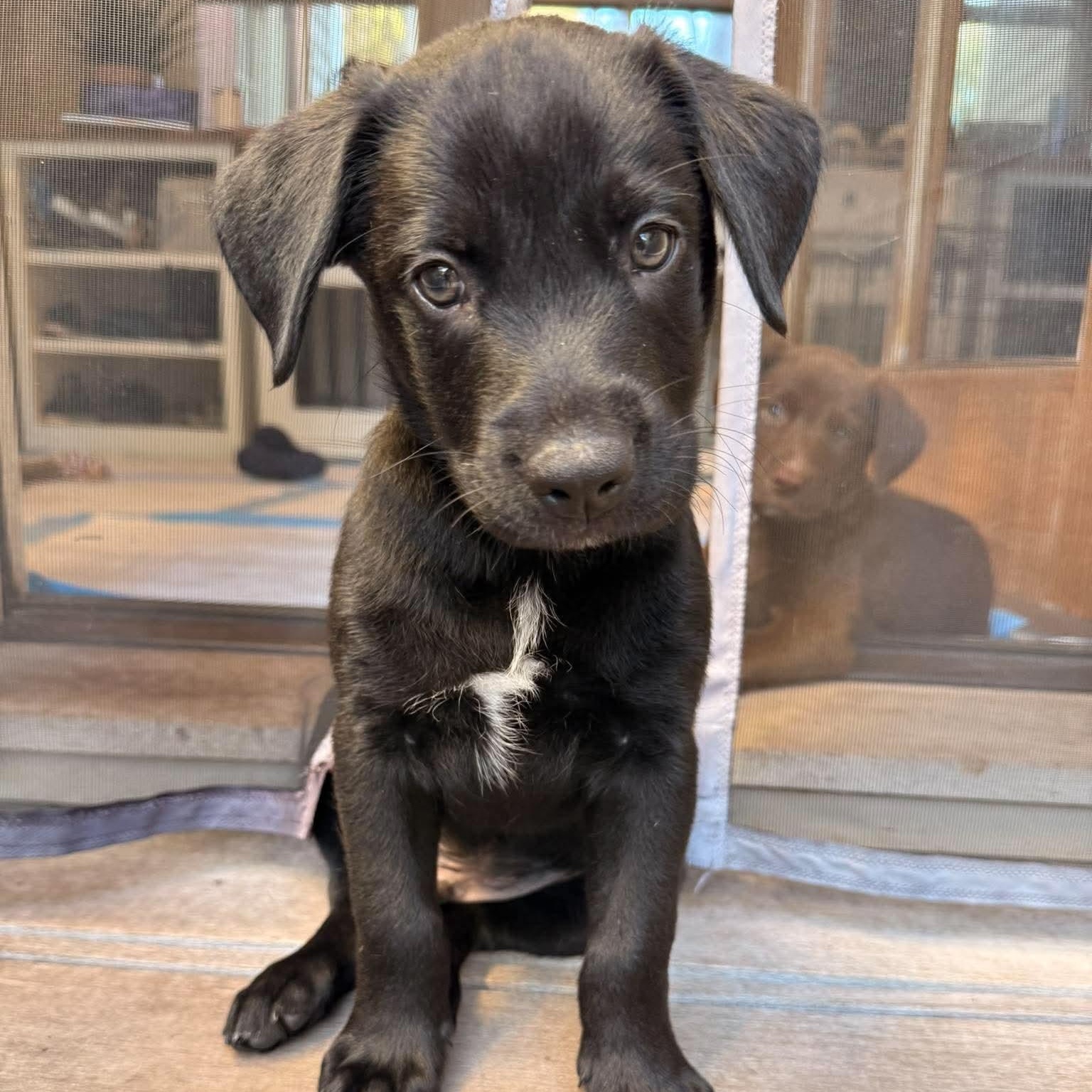 Enlarge Loki, a Adoptable mixed breed in Wando, SC image 2/2