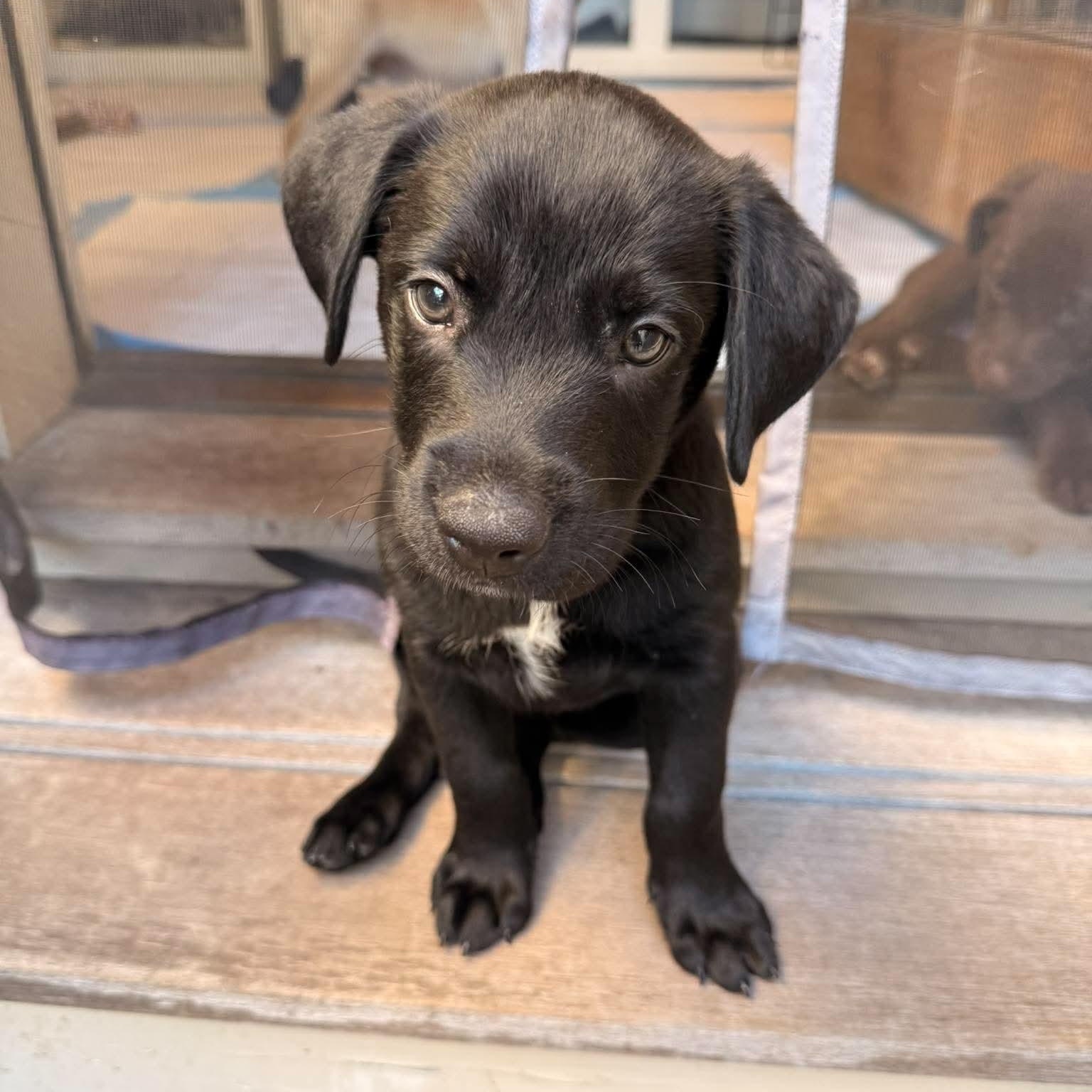 Loki, Adoptable, Puppy Male Labrador Retriever.