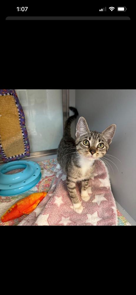 Enlarge ChickPea, a Adopted Domestic Short Hair in Randolph, MA image 1/1