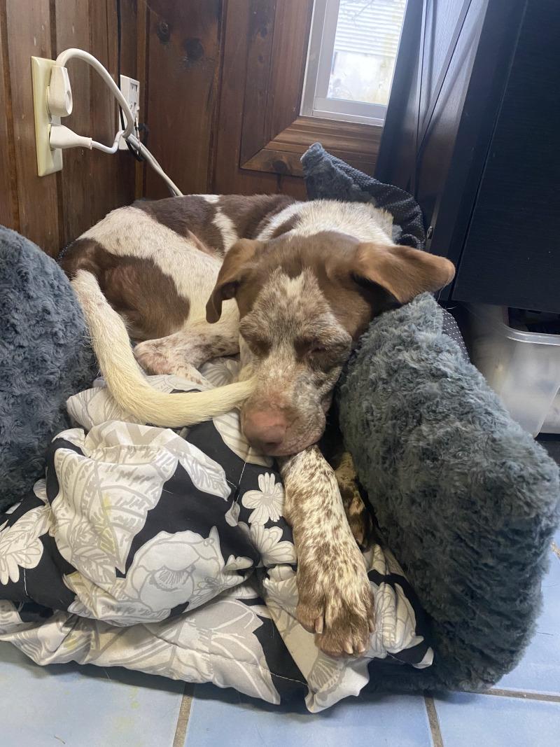 Clay, Adoptable, Young Male German Shorthaired Pointer & Mixed Breed.