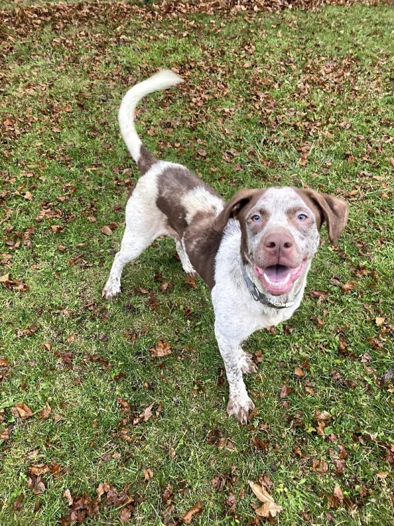 Clay, a Adoptable mixed breed in Cortland, NY image 2/6