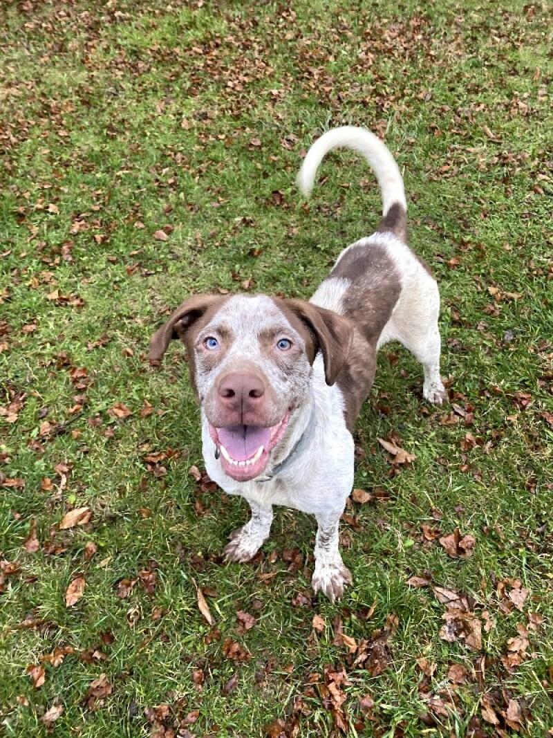 Clay, a Adoptable mixed breed in Cortland, NY image 3/6