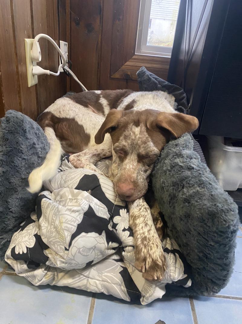Clay, a Adoptable mixed breed in Cortland, NY image 4/6