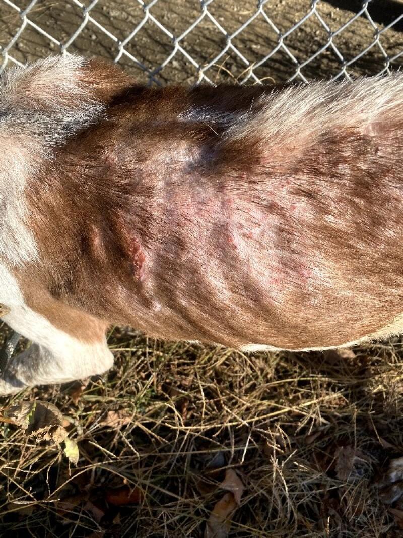 Clay, a Adoptable mixed breed in Cortland, NY image 5/6