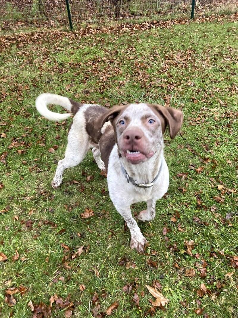 Clay, a Adoptable mixed breed in Cortland, NY image 6/6