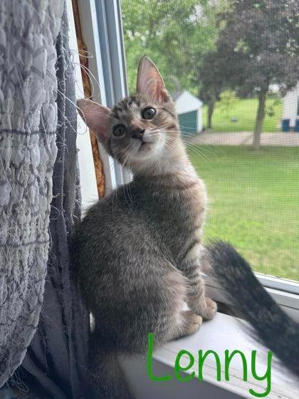 LENNY, Adoptable, Kitten Male Domestic Short Hair.