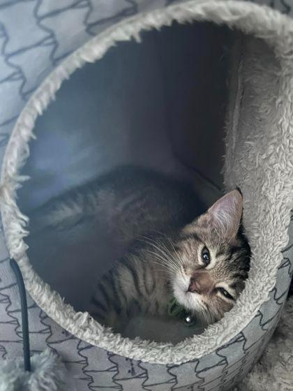 LENNY, a Adoptable Domestic Short Hair in Battle Creek, MI image 2/2