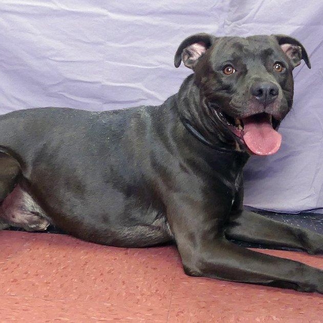 ROSS, a Adoptable mixed breed in Ukiah, CA image 1/4