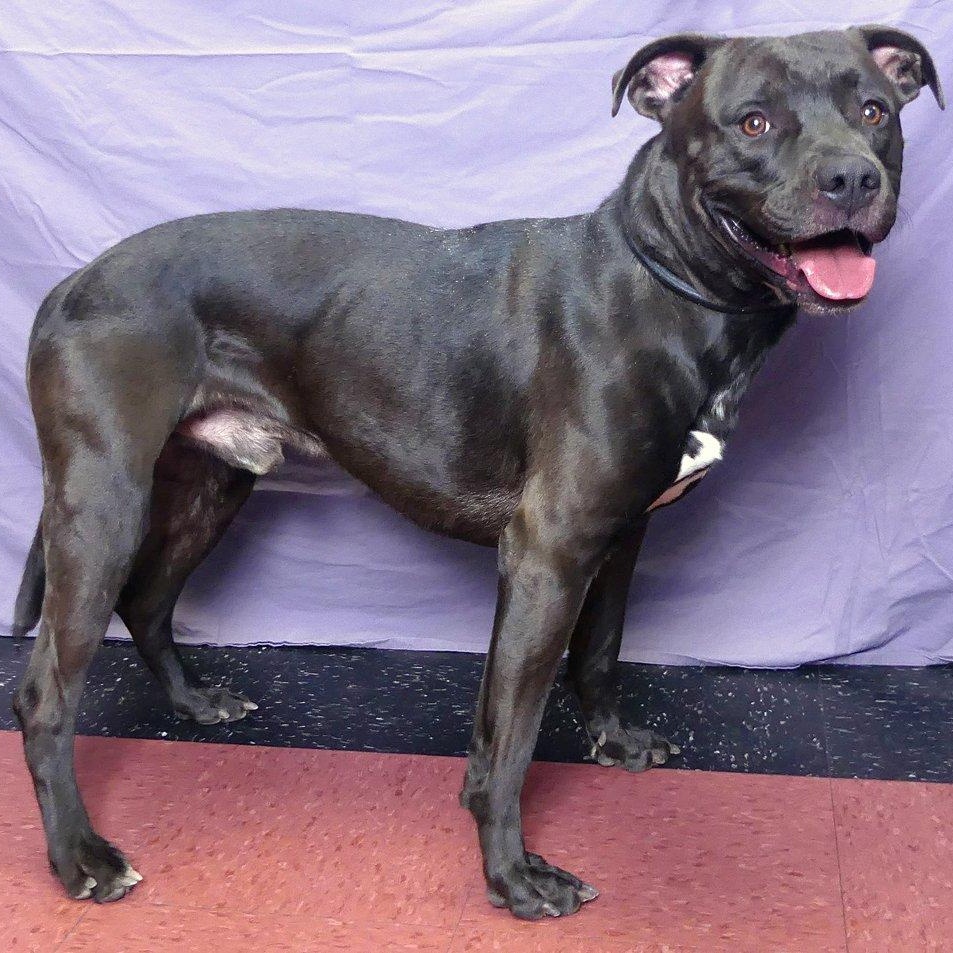 ROSS, a Adoptable mixed breed in Ukiah, CA image 2/4