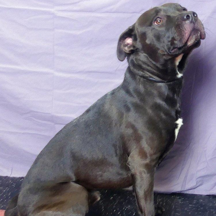 ROSS, a Adoptable mixed breed in Ukiah, CA image 3/4