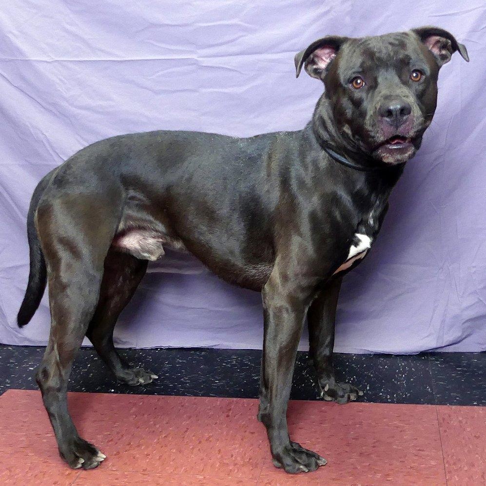 ROSS, a Adoptable mixed breed in Ukiah, CA image 4/4