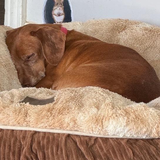 Pixie, a Adoptable mixed breed in North Canton, OH image 1/4
