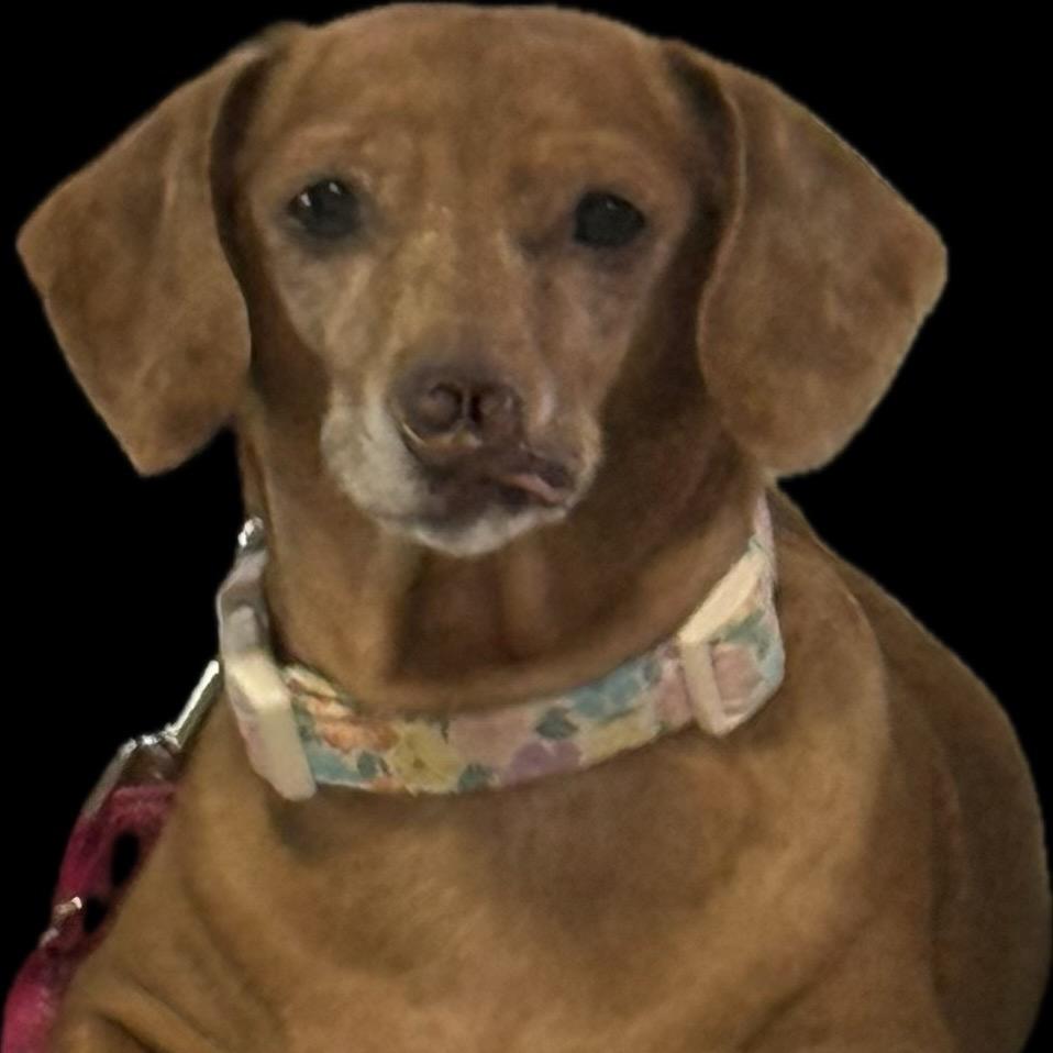 Pixie, a Adoptable mixed breed in North Canton, OH image 2/4