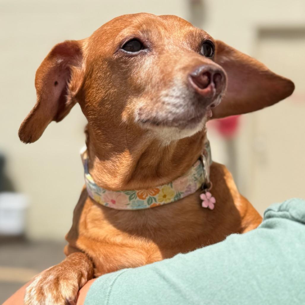 Pixie, a Adoptable mixed breed in North Canton, OH image 3/5