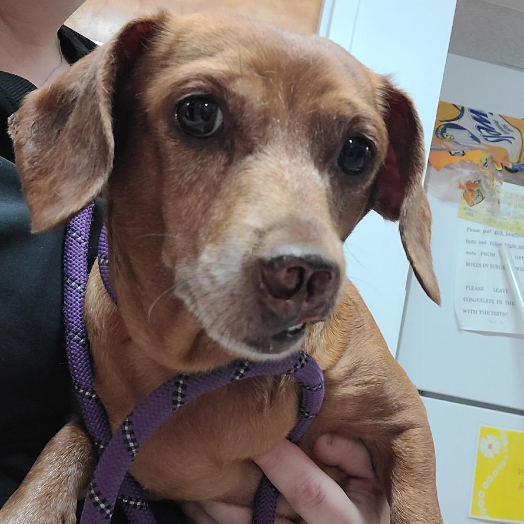 Pixie, a Adoptable mixed breed in North Canton, OH image 4/4