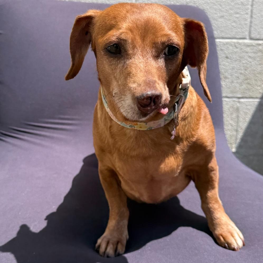 Pixie, a Adoptable mixed breed in North Canton, OH image 4/5