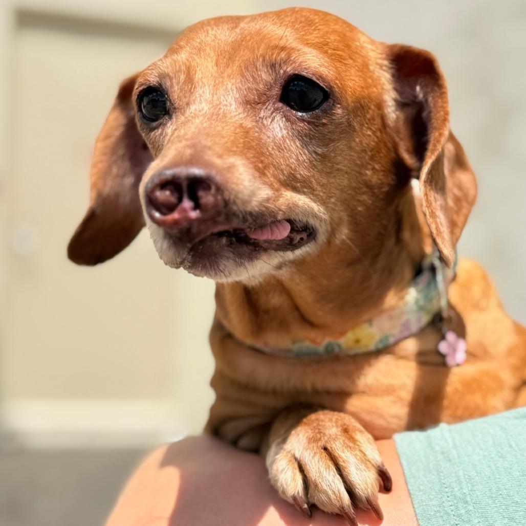 Pixie, a Adoptable mixed breed in North Canton, OH image 5/5